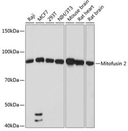 Mitofusin 2 Rabbit anti-Human, Mouse, Rat, Clone: 4H10F8, Novus Biologicals:Antibodies:Primary