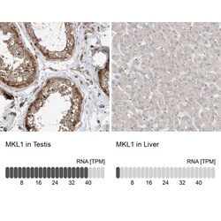 Mkl1 Antibody, Novus Biologicals 0.1mL; Unlabeled:Antibodies, Polyclonal
