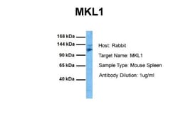 Mkl1 Antibody, Novus Biologicals 100 ul; Unconjugated:Antibodies, Polyclonal