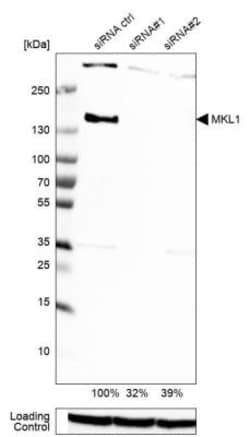 Mkl1 Antibody, Novus Biologicals 0.1mL; Unlabeled:Antibodies, Polyclonal