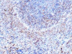 Moesin Rabbit anti-Human, Mouse, Rat, Clone: 6G0N7, Novus Biologicals:Antibodies:Primary