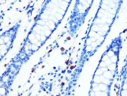 Moesin Rabbit anti-Human, Mouse, Rat, Clone: 6G0N7, Novus Biologicals:Antibodies:Primary