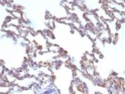 Moesin Mouse anti-Human, Rat, Clone: MSN/491, Novus Biologicals:Antibodies:Primary