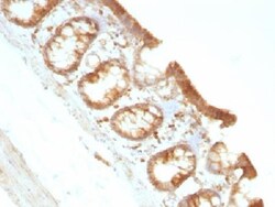 Moesin Mouse anti-Human, Rat, Clone: MSN/491, Novus Biologicals:Antibodies:Primary