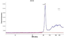 Moesin Mouse anti-Human, Rat, Clone: MSN/491, Novus Biologicals:Antibodies:Primary