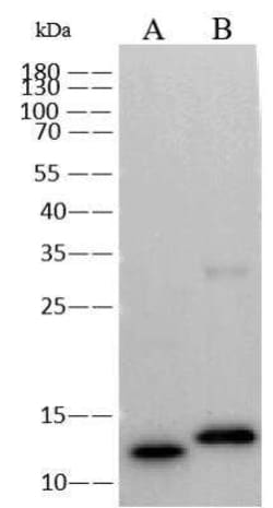 Monkeypox Virus A29L Antibody (0032), Novus Biologicals 100 &mu;g; Unconjugated:Antibodies,