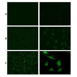 Mono- and polyubiquitinylated conjugates Mouse, Clone: UBCJ2, Novus Biologicals 500 &mu;g | Buy Online | Novus Biologicals | Fisher Scientific
