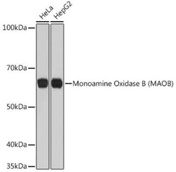 Monoamine Oxidase B Rabbit anti-Human, Mouse, Rat, Clone: 5M8A5, Novus Biologicals 20 &mu;g | Buy Online | Novus Biologicals | Fisher Scientific