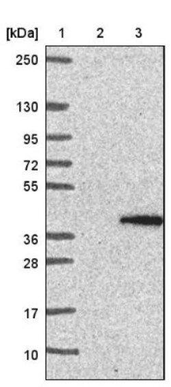 Morg1 Antibody, Novus Biologicals 25 &mu;L, Unconjugated:Antibodies, Polyclonal