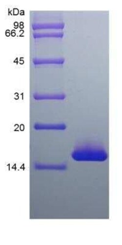 Novus Biologicals Recombinant Mouse SF20/MYDGF Protein 100 &mu;g | Buy Online | Novus Biologicals&trade; | Fisher Scientific