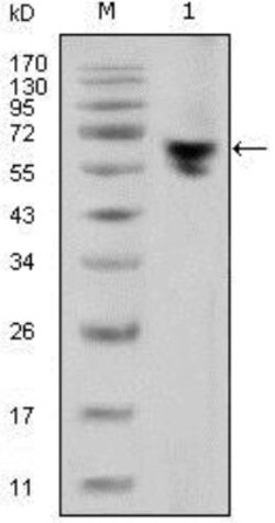 Mouse anti-Human IgG Fc Secondary Antibody (2E4), Novus Biologicals™
