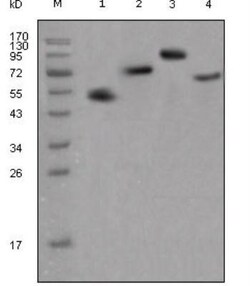 Mouse anti-Human IgG Fc Secondary Antibody (4A10), Novus Biologicals 0.1mL;