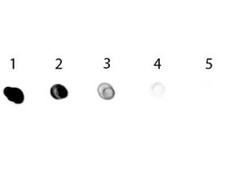 Mouse anti-Rabbit IgG (H+L) Secondary Antibody (Pre-adsorbed), Novus Biologicals