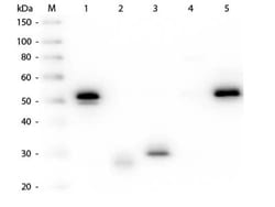 Mouse anti-Rabbit IgG (H+L) Secondary Antibody, Rhodamine (Pre-adsorbed),