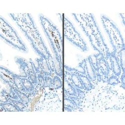 Novus Biologicals&trade;&nbsp;M.O.M.(R) (Mouse-On-Mouse) ImmPRESS(R) IgG HRP polymer Immunodetection Kit