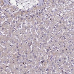 Mrc2 Antibody, Novus Biologicals:Antibodies:Primary Antibodies