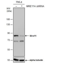 Mre11 Antibody (12D7), Novus Biologicals 0.1mg; Unlabeled:Antikörper