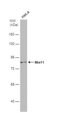 Mre11 Antibody (12D7), Novus Biologicals 0.1mg; Unlabeled:Antikörper