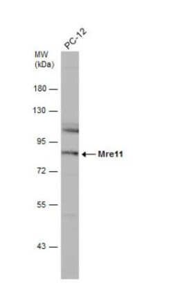 Mre11 Antibody (12D7), Novus Biologicals 0.1mg; Unlabeled:Antikörper