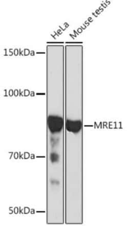Mre11 Rabbit anti-Human, Mouse, Clone: 8Q2B3, Novus Biologicals:Antibodies:Primary