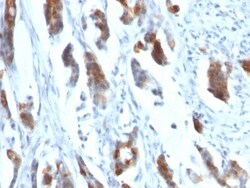 MUC5AC Antibody (58M1), Novus Biologicals:Antibodies:Primary Antibodies