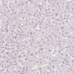 MUC5AC Antibody, Novus Biologicals:Antibodies:Primary Antibodies