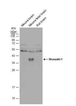 Musashi-1 Antibody, Novus Biologicals 0.1mL; Unlabeled:Antibodies, Polyclonal