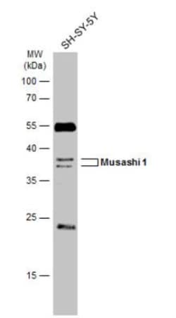 Musashi-1 Antibody, Novus Biologicals 0.1mL; Unlabeled:Antibodies, Polyclonal