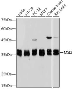 Musashi-2 Rabbit anti-Human, Mouse, Rat, Clone: 7L4E9, Novus Biologicals:Antibodies:Primary
