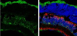 Musashi-2 Antibody, Novus Biologicals 0.1mL; Unlabeled:Antibodies, Polyclonal