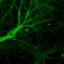 Muscarinic Acetylcholine Receptor M1/CHRM1 Antibody, Novus Biologicals