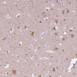 Muscarinic Acetylcholine Receptor M1/CHRM1 Antibody, Novus Biologicals