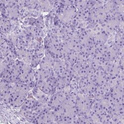 Muscarinic Acetylcholine Receptor M1/CHRM1 Antibody, Novus Biologicals
