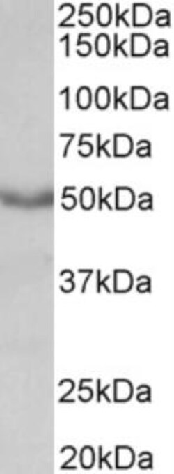Muscarinic Acetylcholine Receptor M1/CHRM1 Antibody, Novus Biologicals