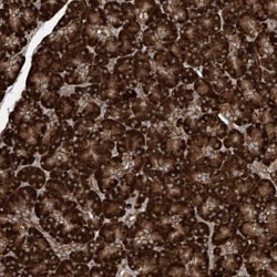 MxA/Mx1 Antibody, Novus Biologicals 25 &mu;L; Unlabeled:Antibodies, Polyclonal