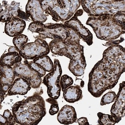 MxA/Mx1 Antibody, Novus Biologicals 25 &mu;L; Unlabeled:Antibodies, Polyclonal