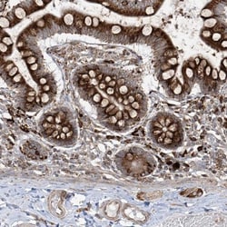 MxA/Mx1 Antibody, Novus Biologicals 25 &mu;L; Unlabeled:Antibodies, Polyclonal
