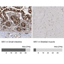 MxA/Mx1 Antibody, Novus Biologicals 25 &mu;L; Unlabeled:Antibodies, Polyclonal