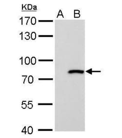 MxA/Mx1 Antibody, Novus Biologicals 0.1mg; Unlabeled:Antibodies, Polyclonal