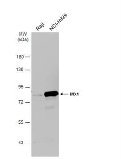 MxA/Mx1 Antibody, Novus Biologicals 0.1mg; Unlabeled:Antibodies, Polyclonal