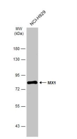 MxA/Mx1 Antibody, Novus Biologicals 0.1mg; Unlabeled:Antikörper