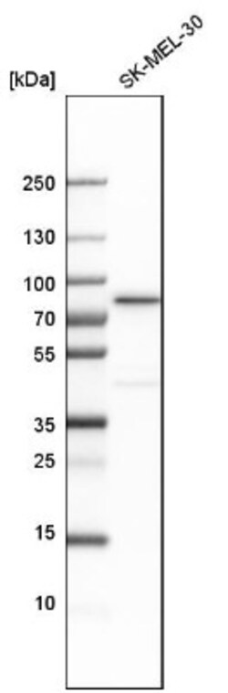 MxA/Mx1 Antibody, Novus Biologicals 25 &mu;L; Unlabeled:Antibodies, Polyclonal