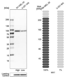 MxA/Mx1 Antibody, Novus Biologicals 25 &mu;L; Unlabeled:Antibodies, Polyclonal