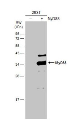 MyD88 Antibody, Novus Biologicals 0.1mL; Unlabeled:Antibodies, Polyclonal