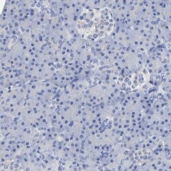Myelin PLP Antibody, Novus Biologicals 25 &mu;L; Unlabeled:Anticorps, Polyclonal