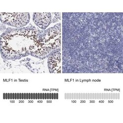 Myeloid leukemia factor 1 Rabbit anti-Human, Polyclonal, Novus Biologicals