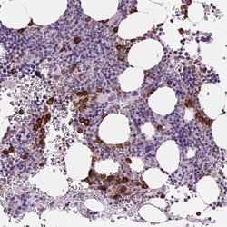 Myeloperoxidase/MPO Antibody, Novus Biologicals 0.1mL; Unlabeled:Antibodies,