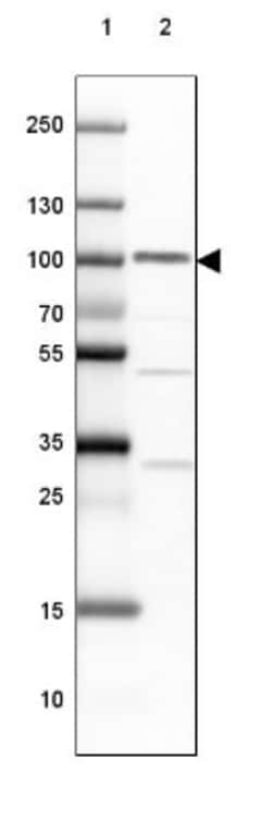 Myeloperoxidase/MPO Antibody, Novus Biologicals 0.1mL; Unlabeled:Antibodies,