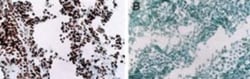 MyoD Antibody (5.8A) - BSA Free, Novus Biologicals:Antibodies:Primary Antibodies