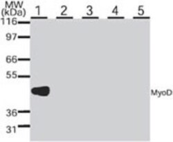MyoD Antibody (5.8A) - BSA Free, Novus Biologicals:Antibodies:Primary Antibodies